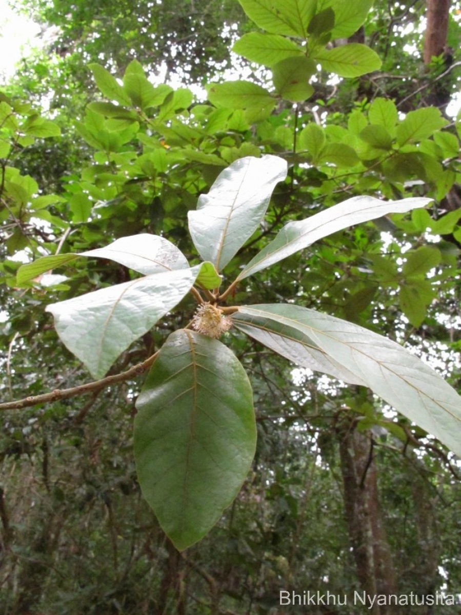 Litsea quinqueflora (Dennst.) C.R.Suresh